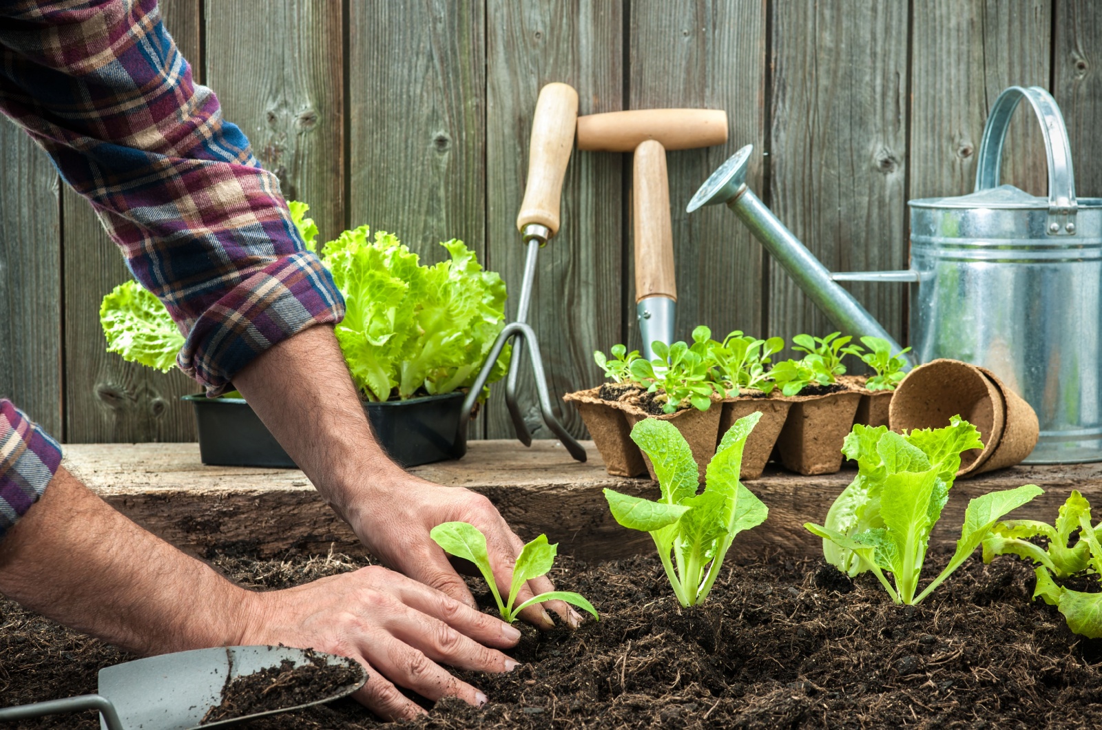 Farmer planting young seedlings of lettuce