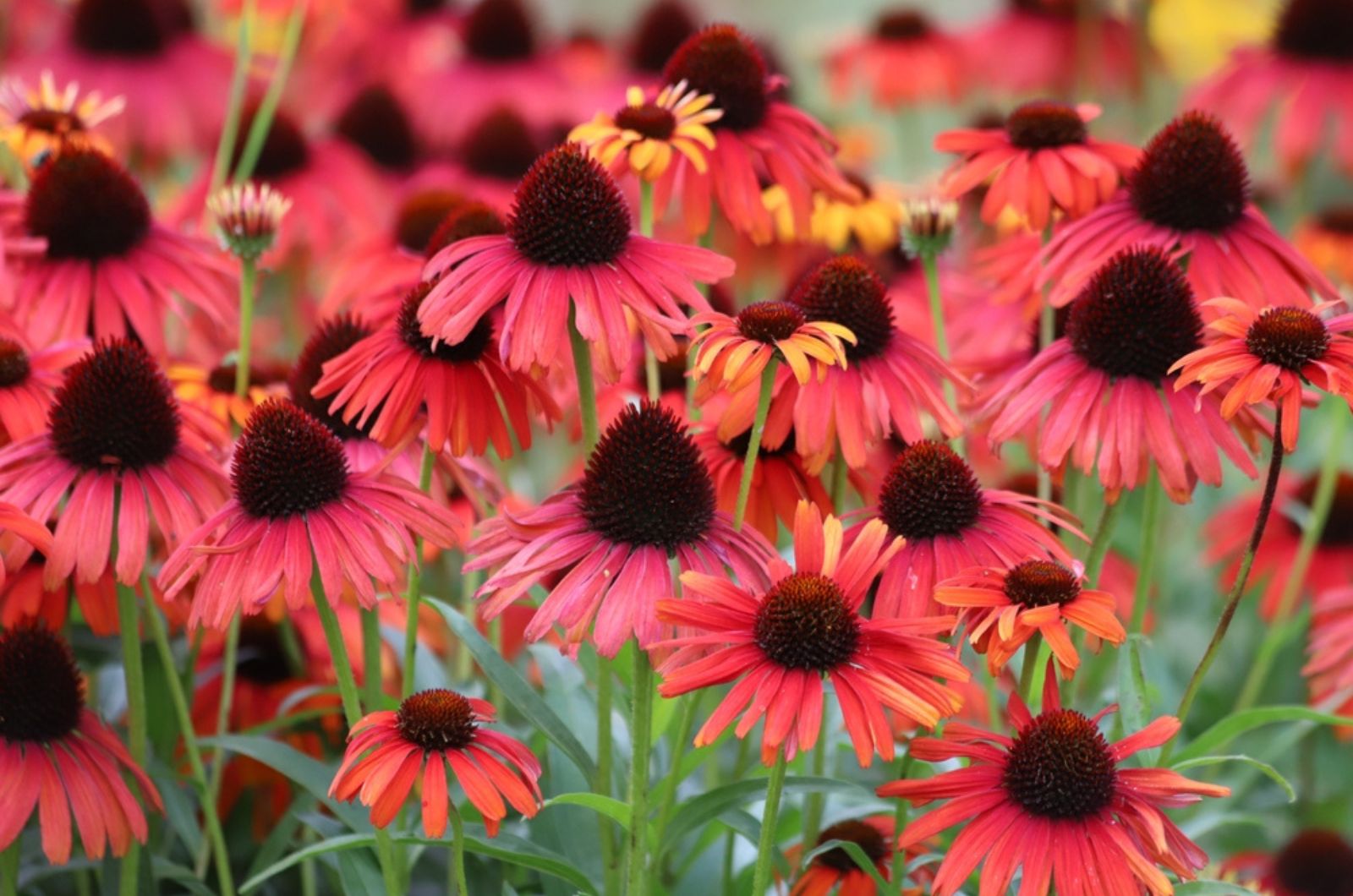 Flower plant commonly known as coneflower.