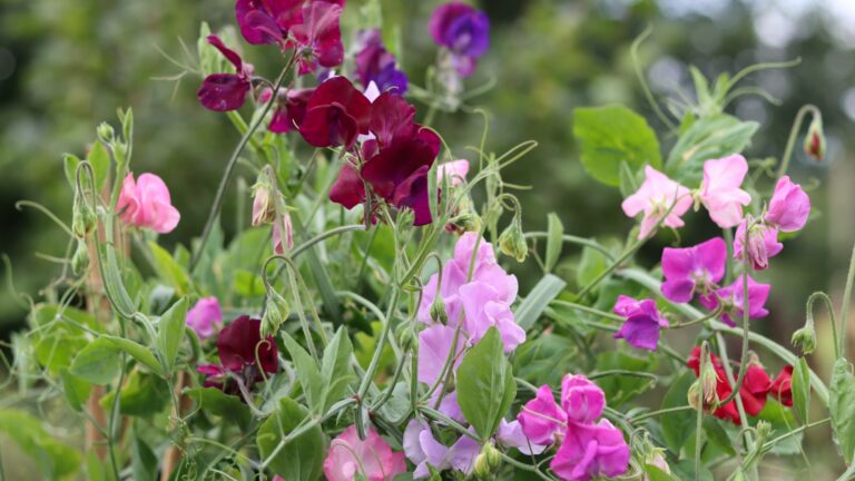 steps for growing peas in pots