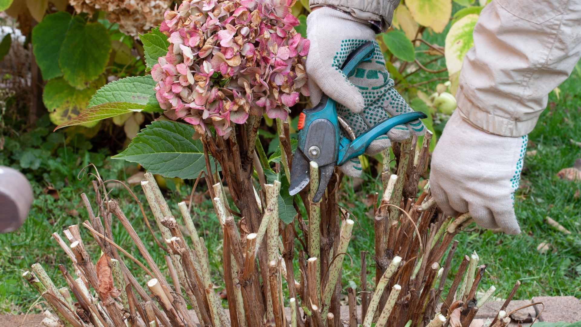 Follow These Pro Tips For Pruning Hydrangeas And Get More Captivating Blossoms