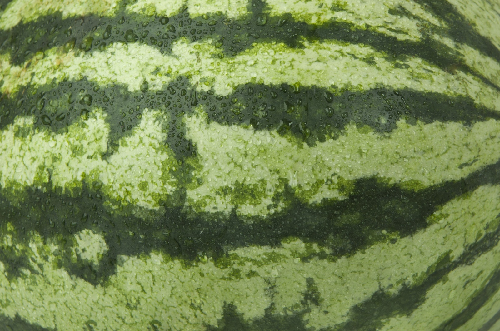 Green striped texture of the rind of watermelon
