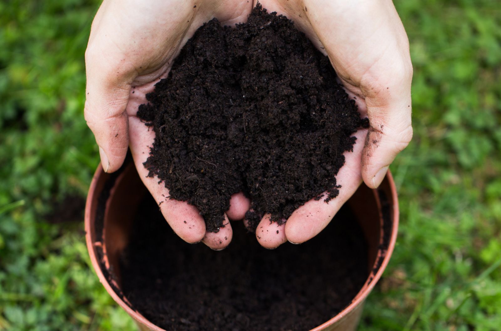 Hands full of dark soil