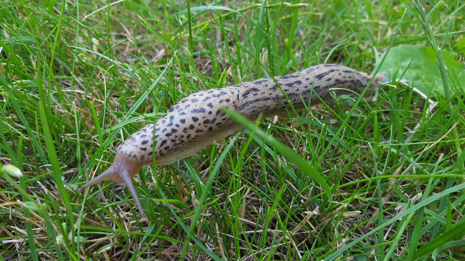 Here’s How Super Slugs Transform From Pests To Plant Protectors, Saving Your Garden One Leaf At A Time  