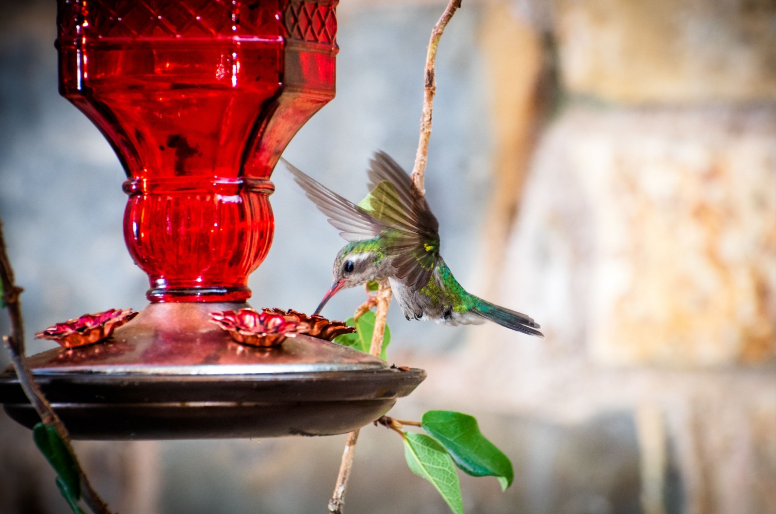 Hummingbird flying around feeder