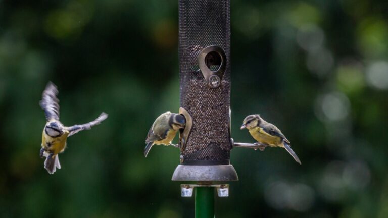 birds on a feeder