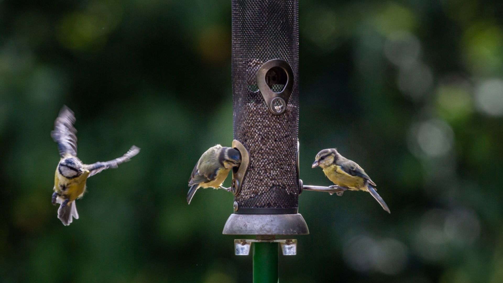 Is Using Soap To Clean Bird Feeders A Safe Option Or Could It Harm Your Feathered Friends?