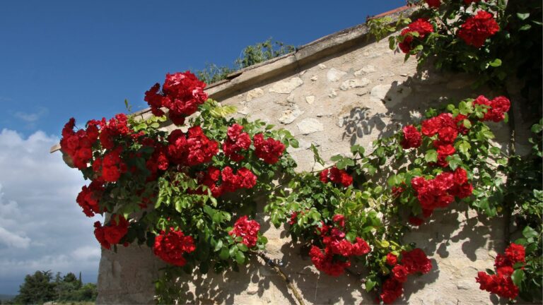 red climbing roses