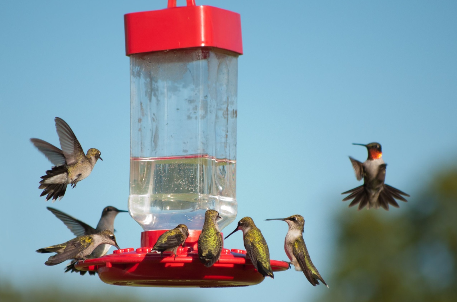 Multiple Hummingbirds at feeder