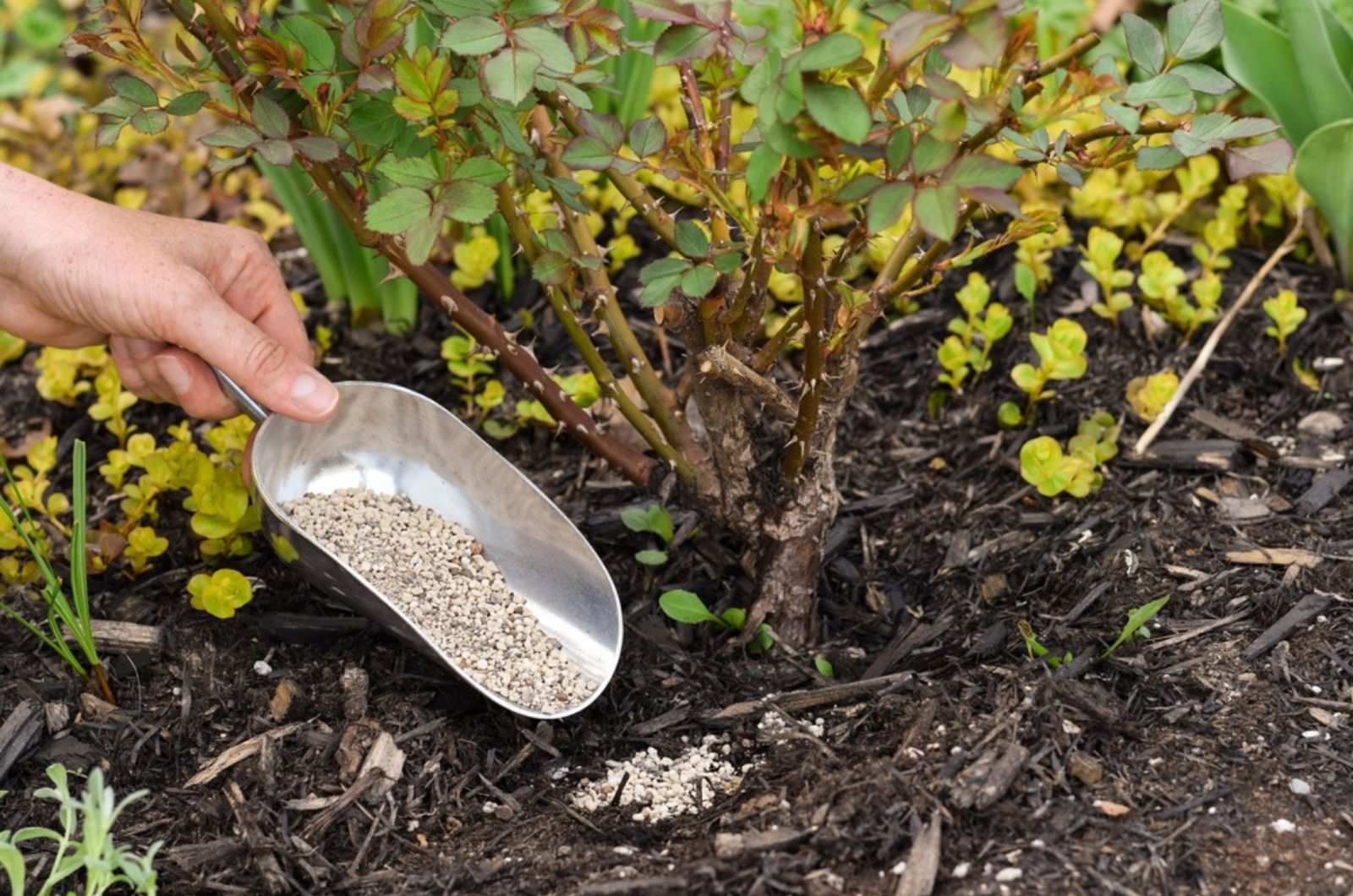 Person's hand spreading plant fertilizer under a rose bush
