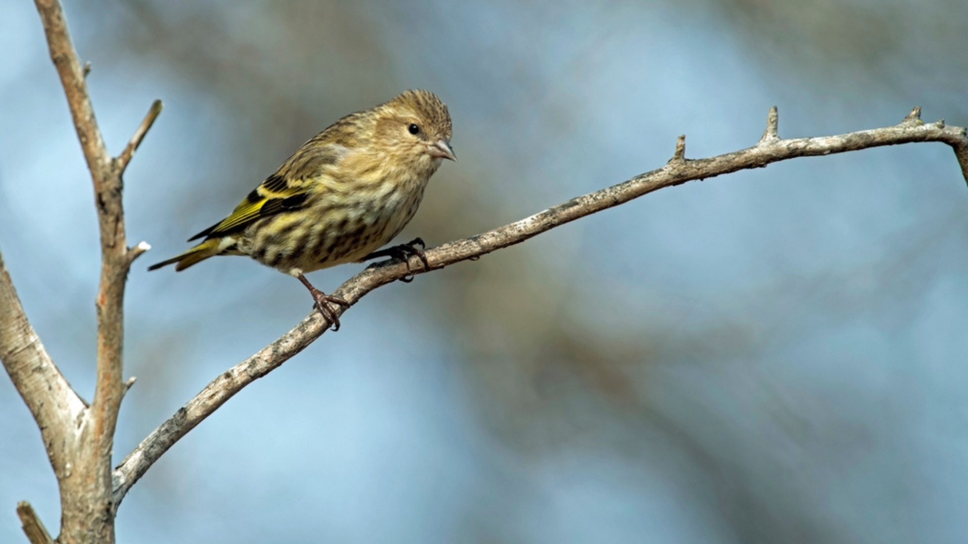Pine Siskins Absolutely Love These 2 Ingredients – Add Them To Your Yard Today
