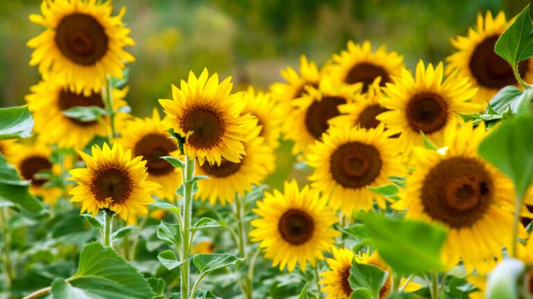 sunflowers in garden