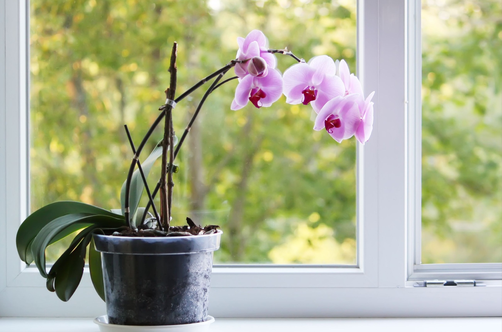 Purple orchid flower on the window sill