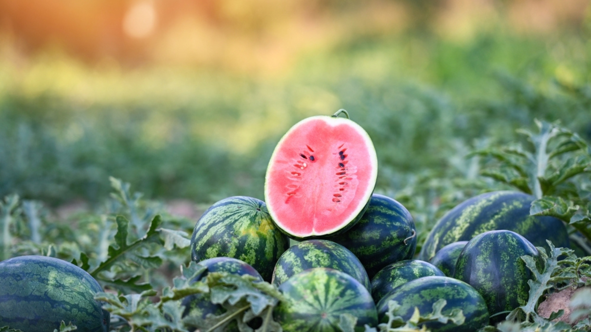Ready, Set, Harvest: These 3 Simple Tips Will Help You Check If Your Watermelons Are Fully Ripe