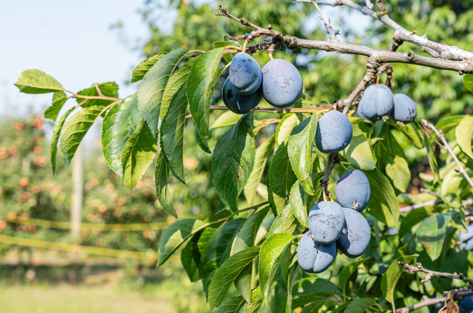 Ripe plums hanging from tree branch