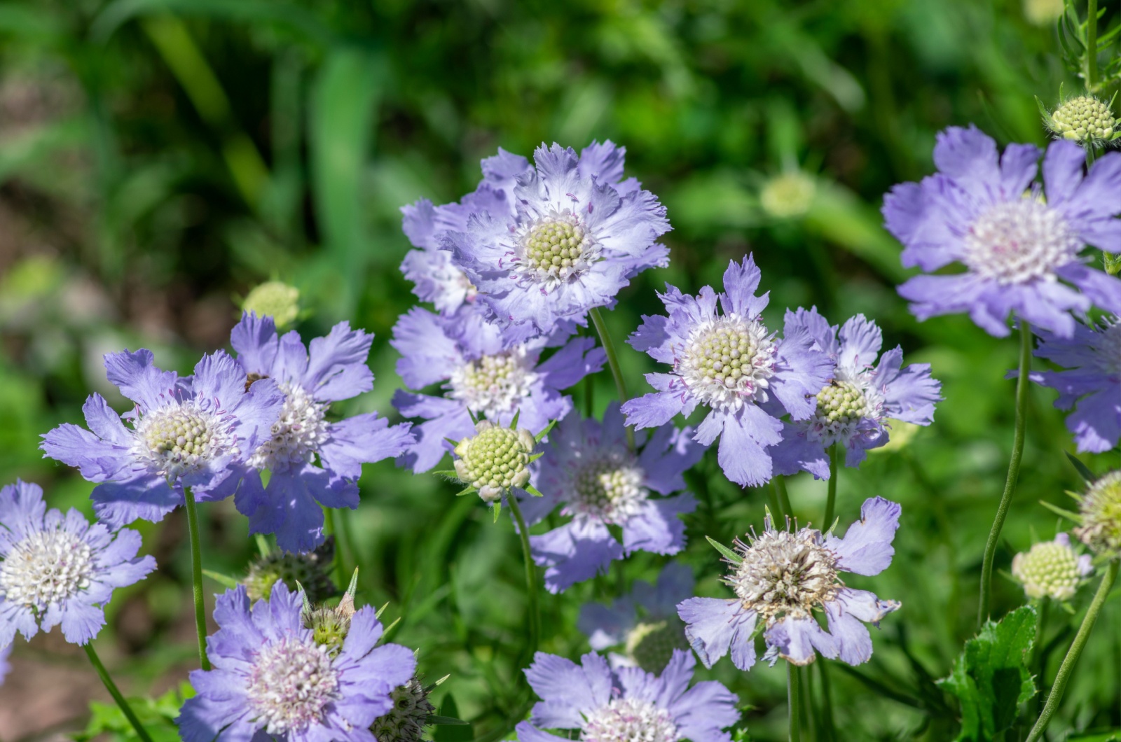 Scabious flowers