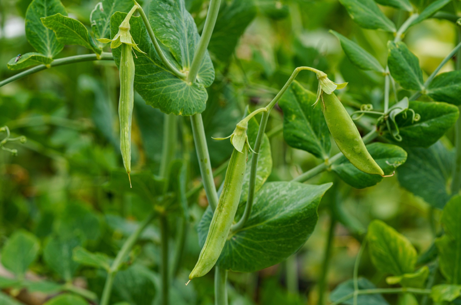 Snow peas