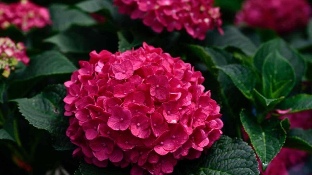 Summer Crush Hydrangea Is Exactly What Your Small Garden Needs To Stand ...