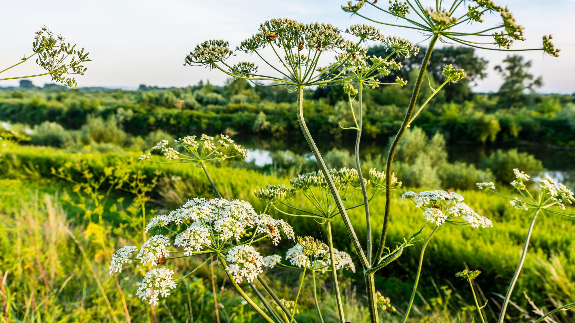 Take Back Control Of Your Garden By Eliminating Hogweed With These Simple Tricks