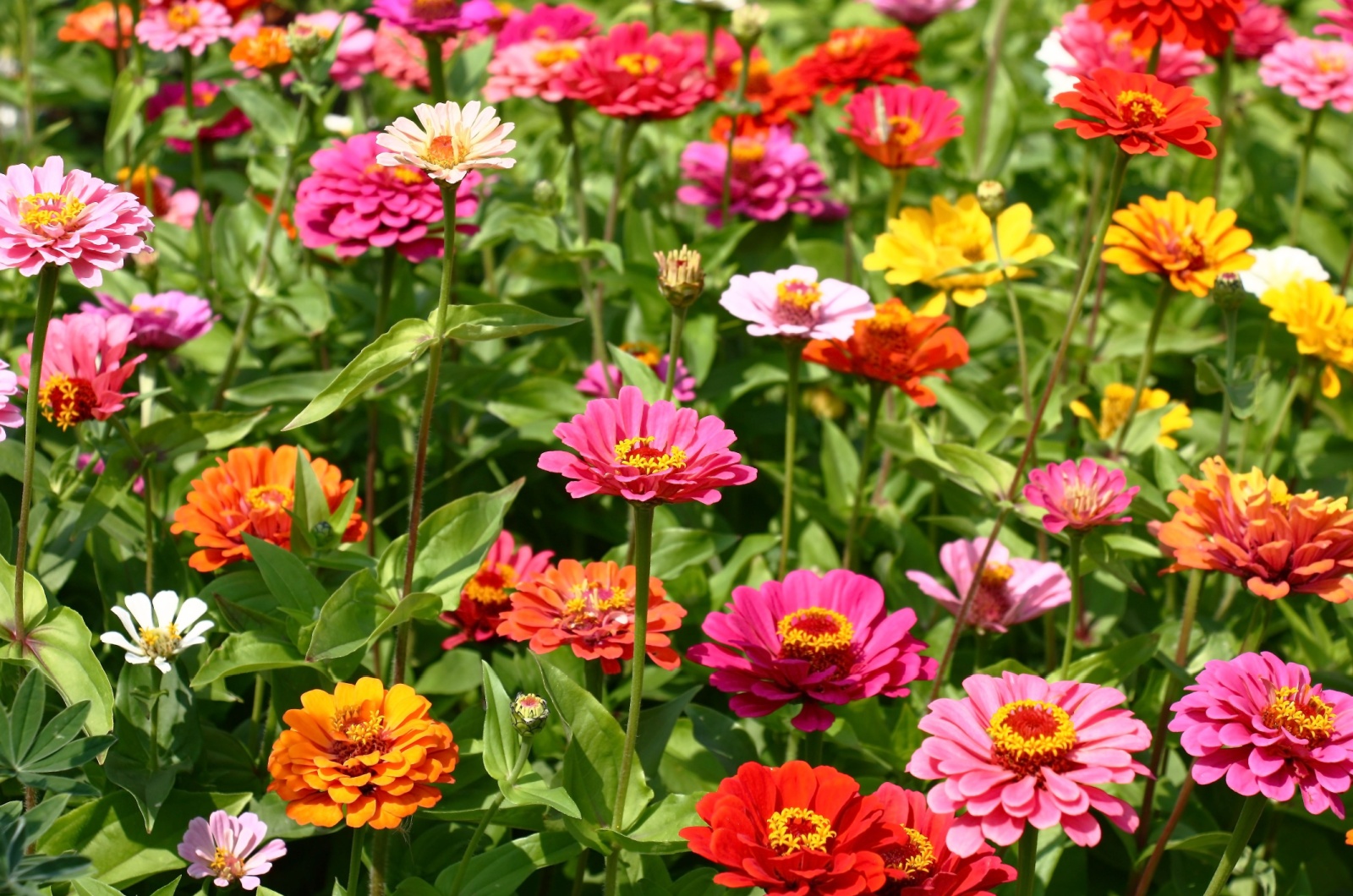 colorful flowers in sunshine