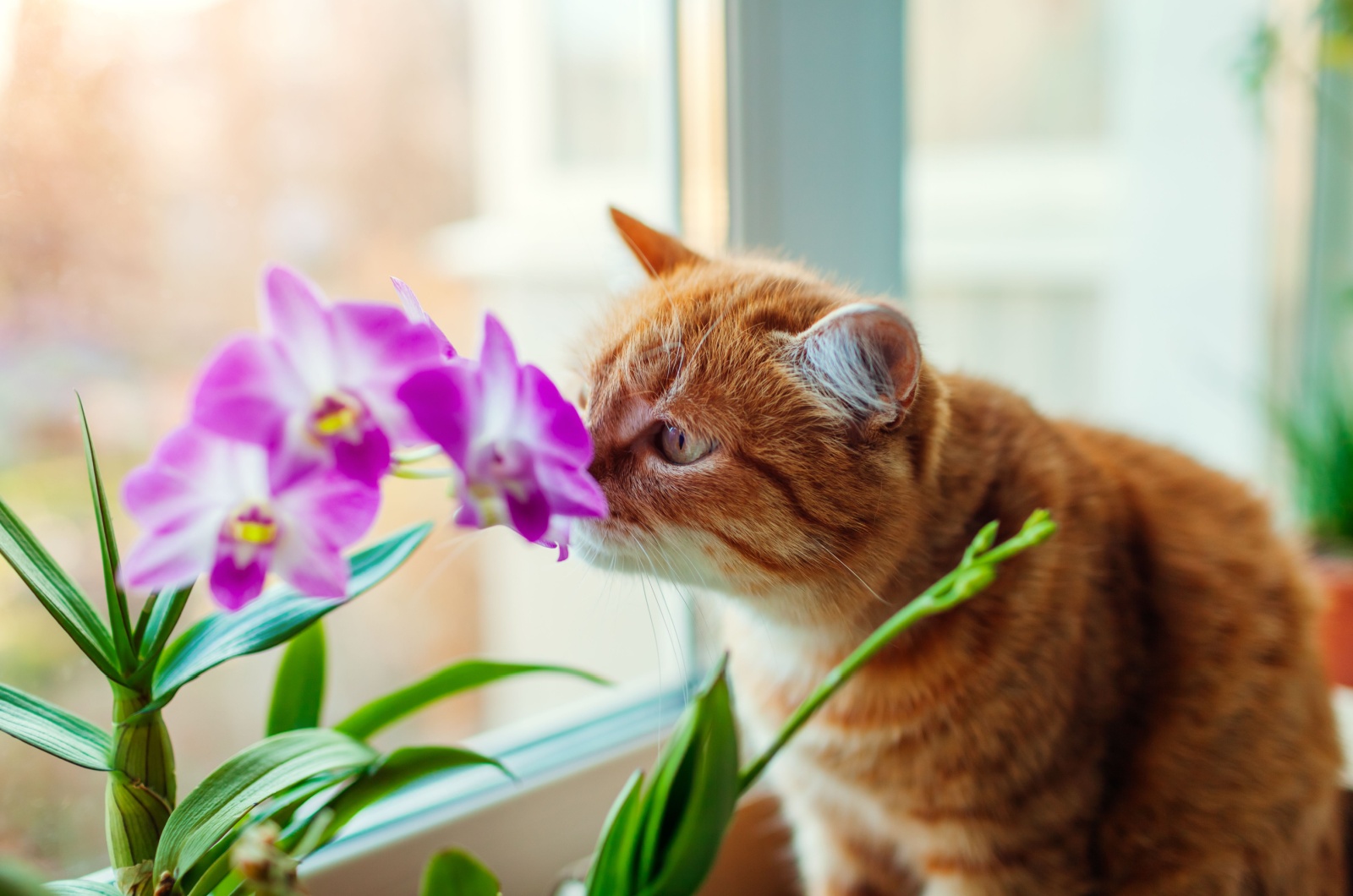 ginger cat smelling an orchid