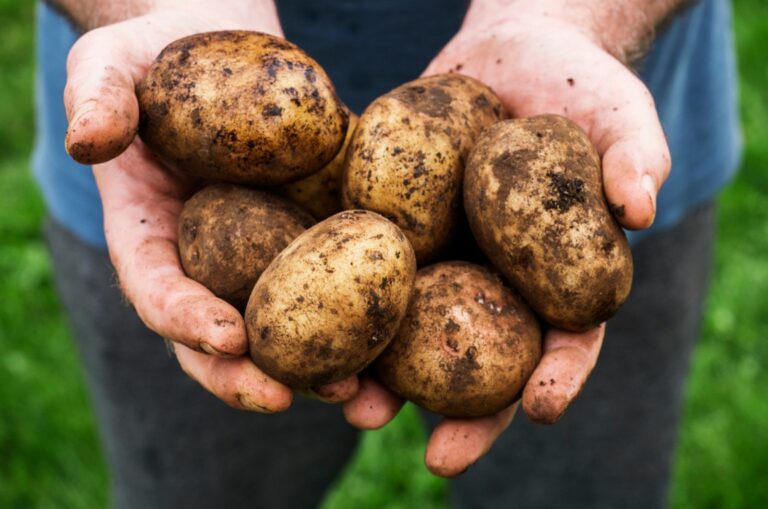cardboard box trick for potato growing