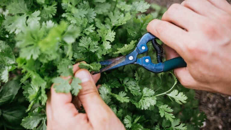 pruning cilantro