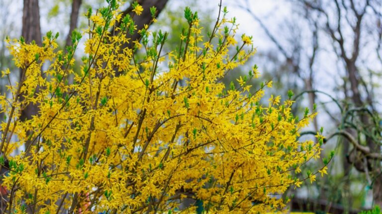 forsythia in full bloom