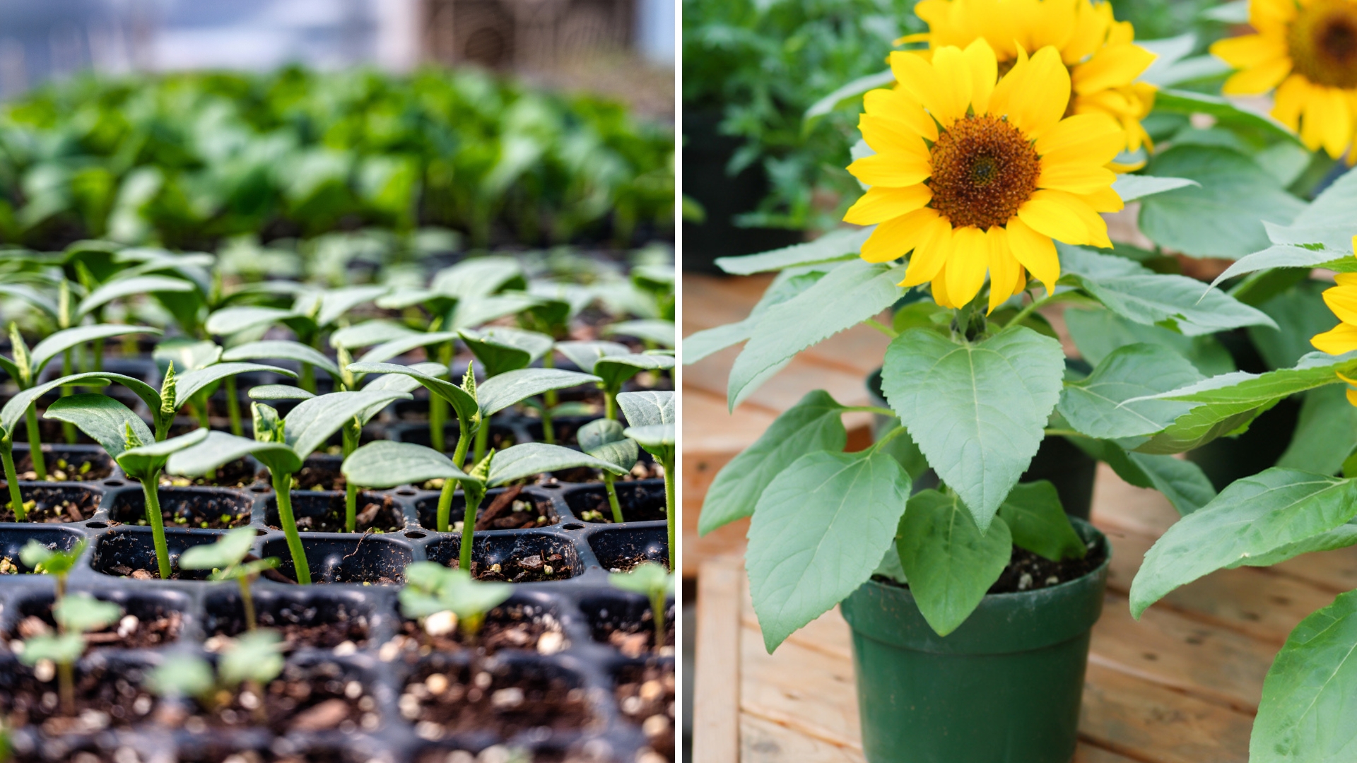 This Is When You Should Repot Sunflower Seedlings For Sky-High Growth And Dazzling Blossoms