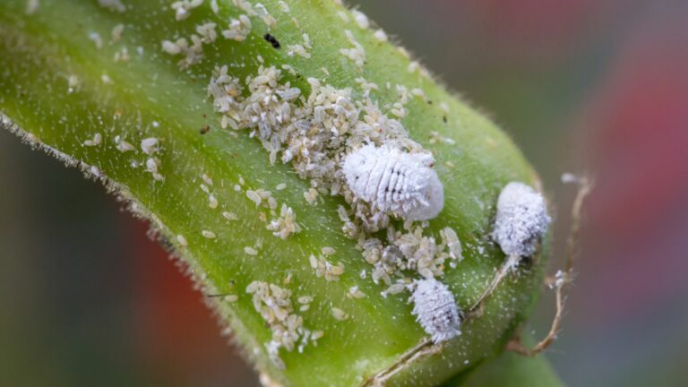 mealybug infestation on a green leaf