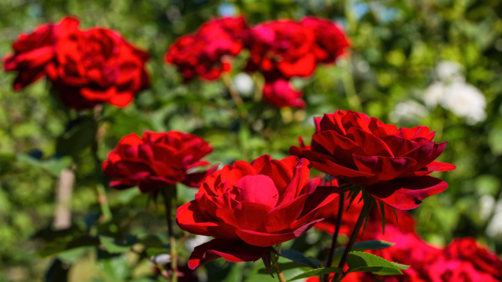 To Fertilize or Not to Fertilize? Unlocking the Mystery of Healthy Rose Growth