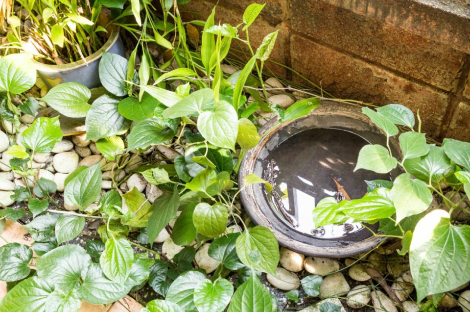 5 Proven Methods To Rid Your Yard Of Midges Once And For All