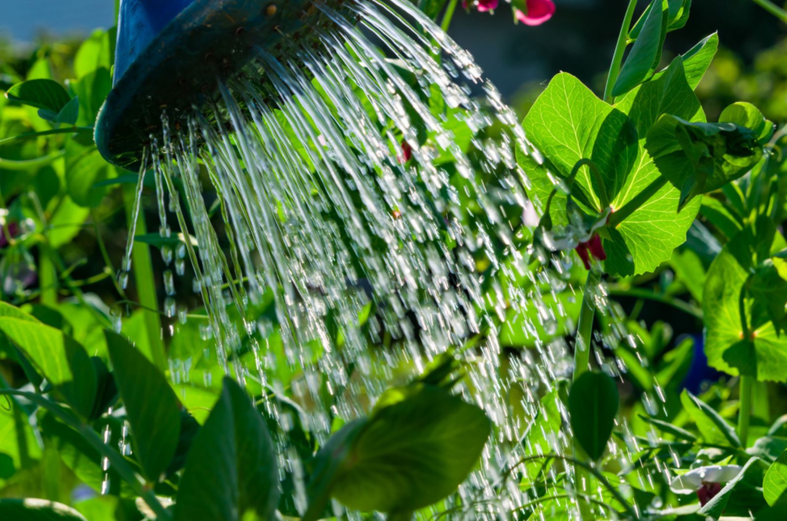 Watering water from a watering can of blooming sweet peas in the garden