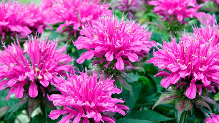 what not to plant with bee balm