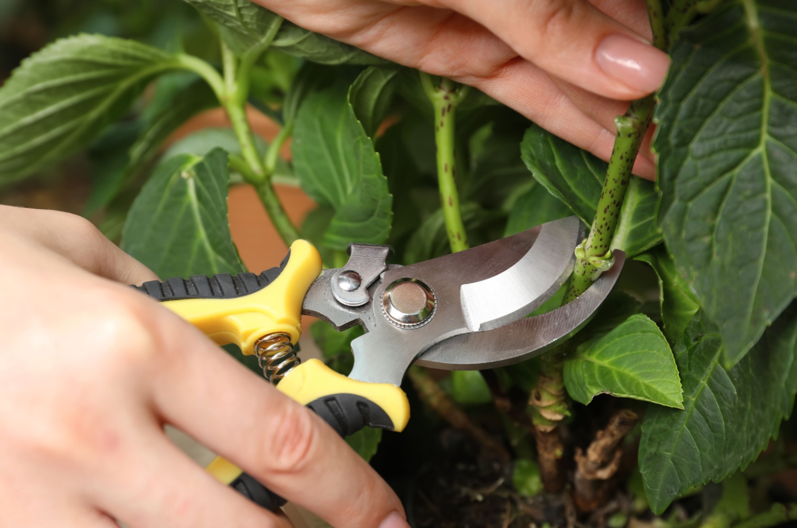 Woman pruning plant with shears