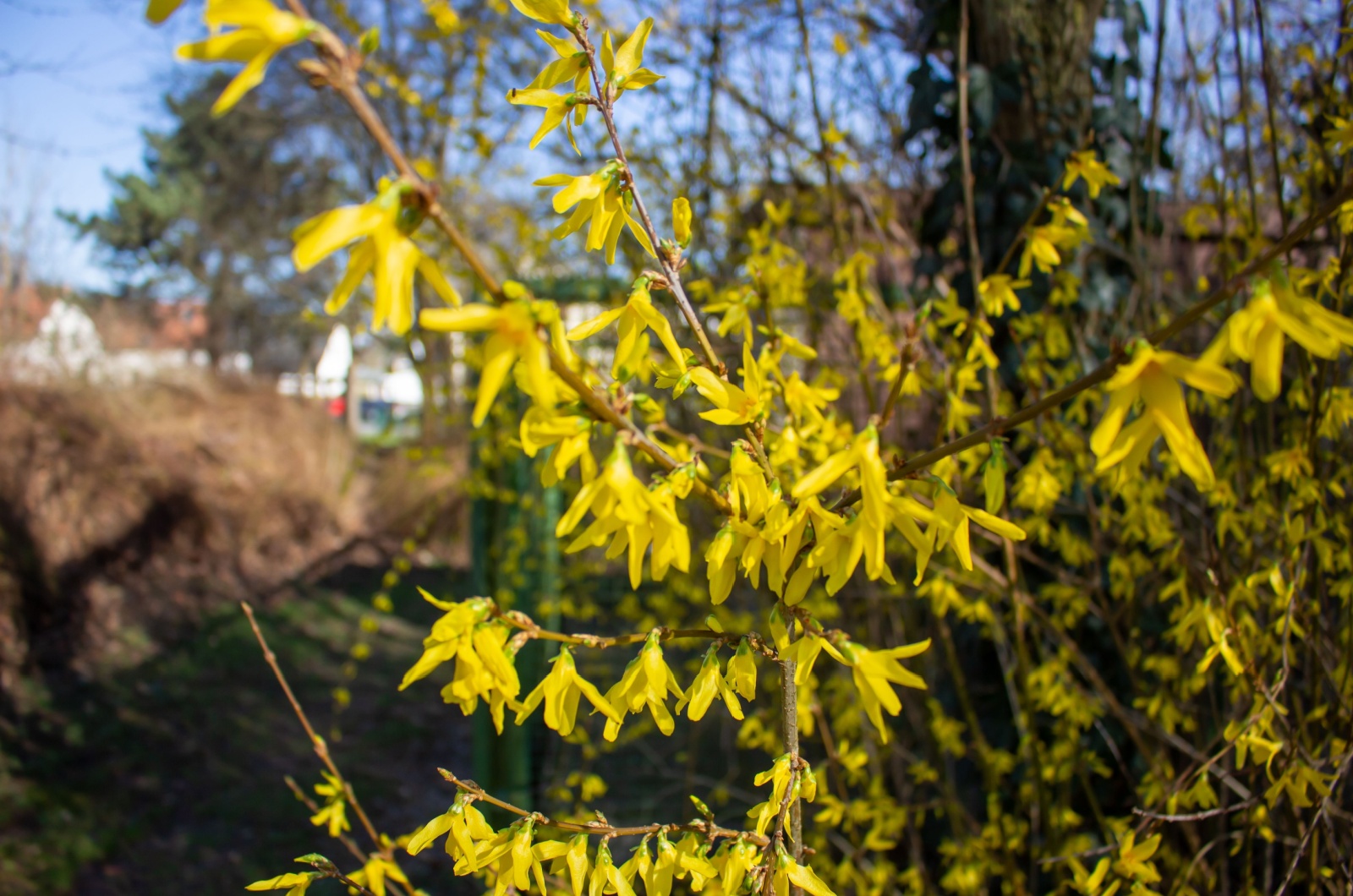 Yellow blooming forsythia