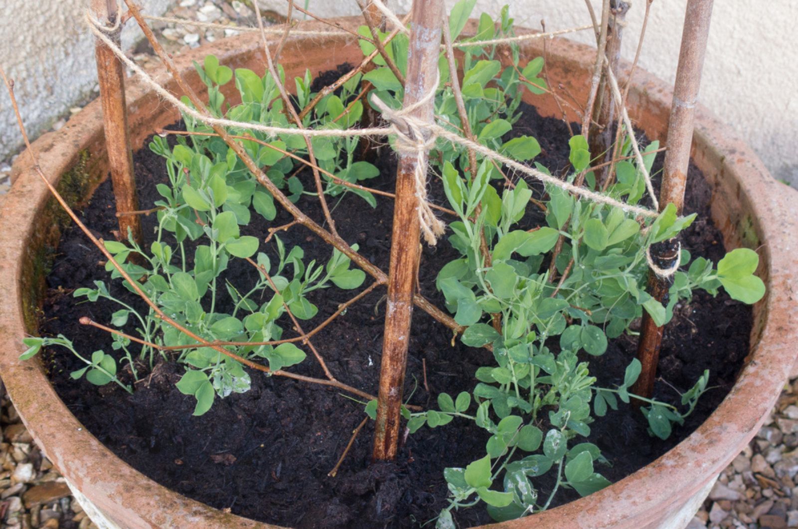 Young Sweet Peas (Lathyrus odoratus) in a Terracotta Flowerpot