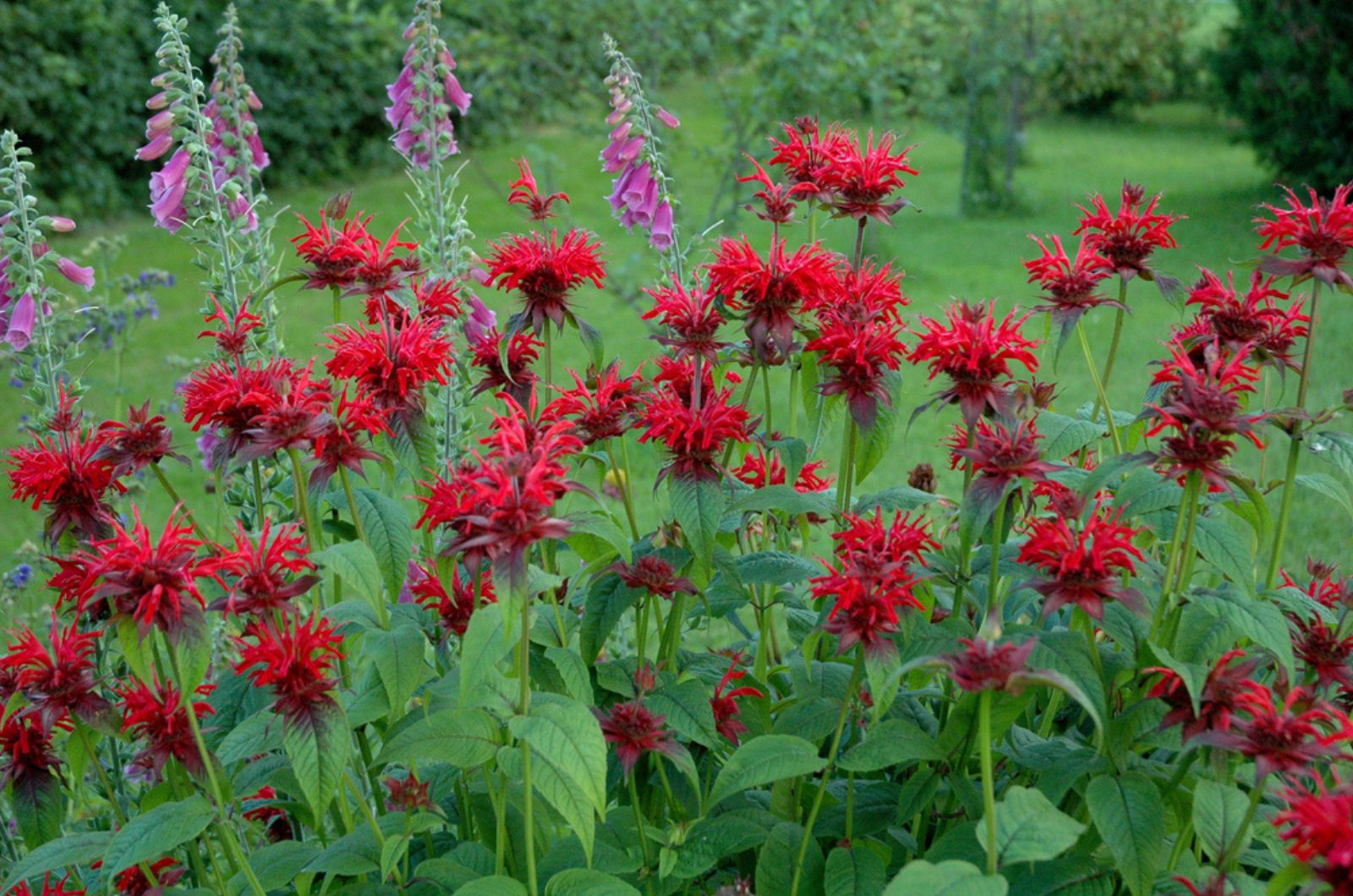 bee balm plant with other plants in garden