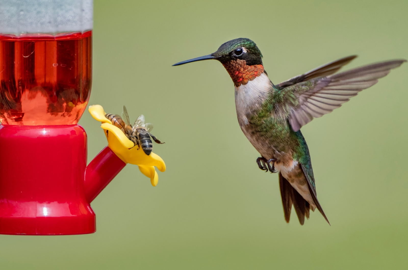 bees feeding on a hummingbird feeder