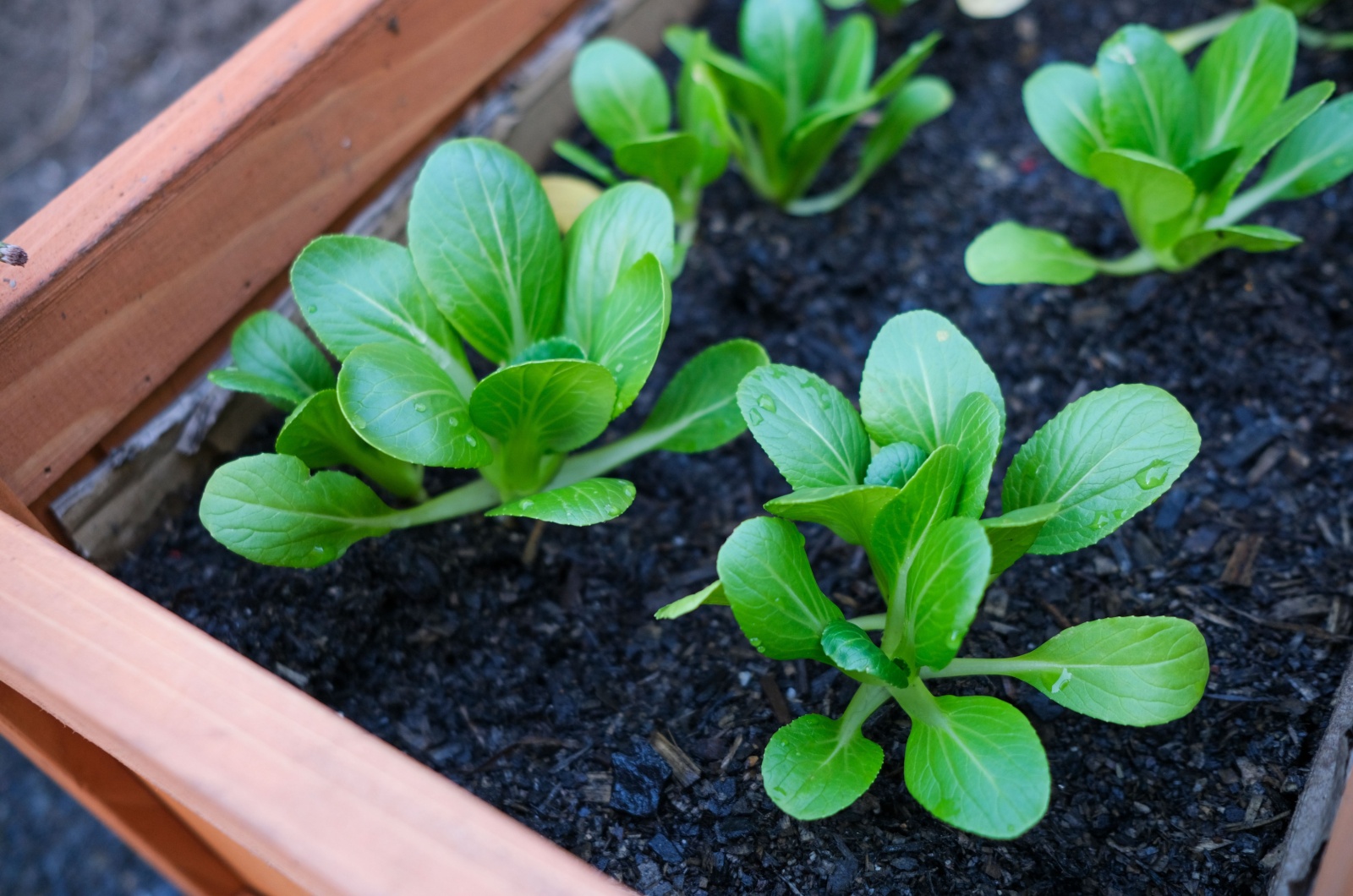 bok choy Vegetables in Gardening Pot