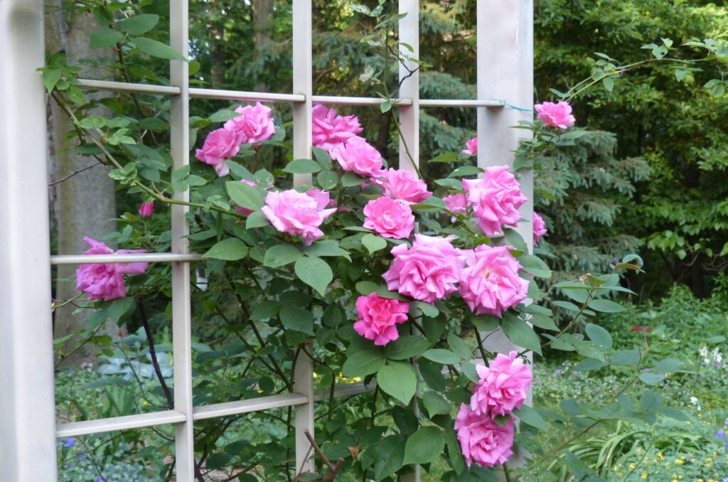 climbing rose on a trellis