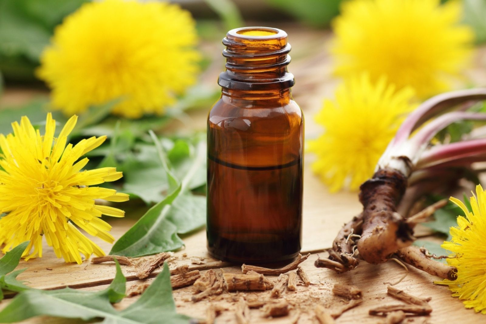 dandelion oil