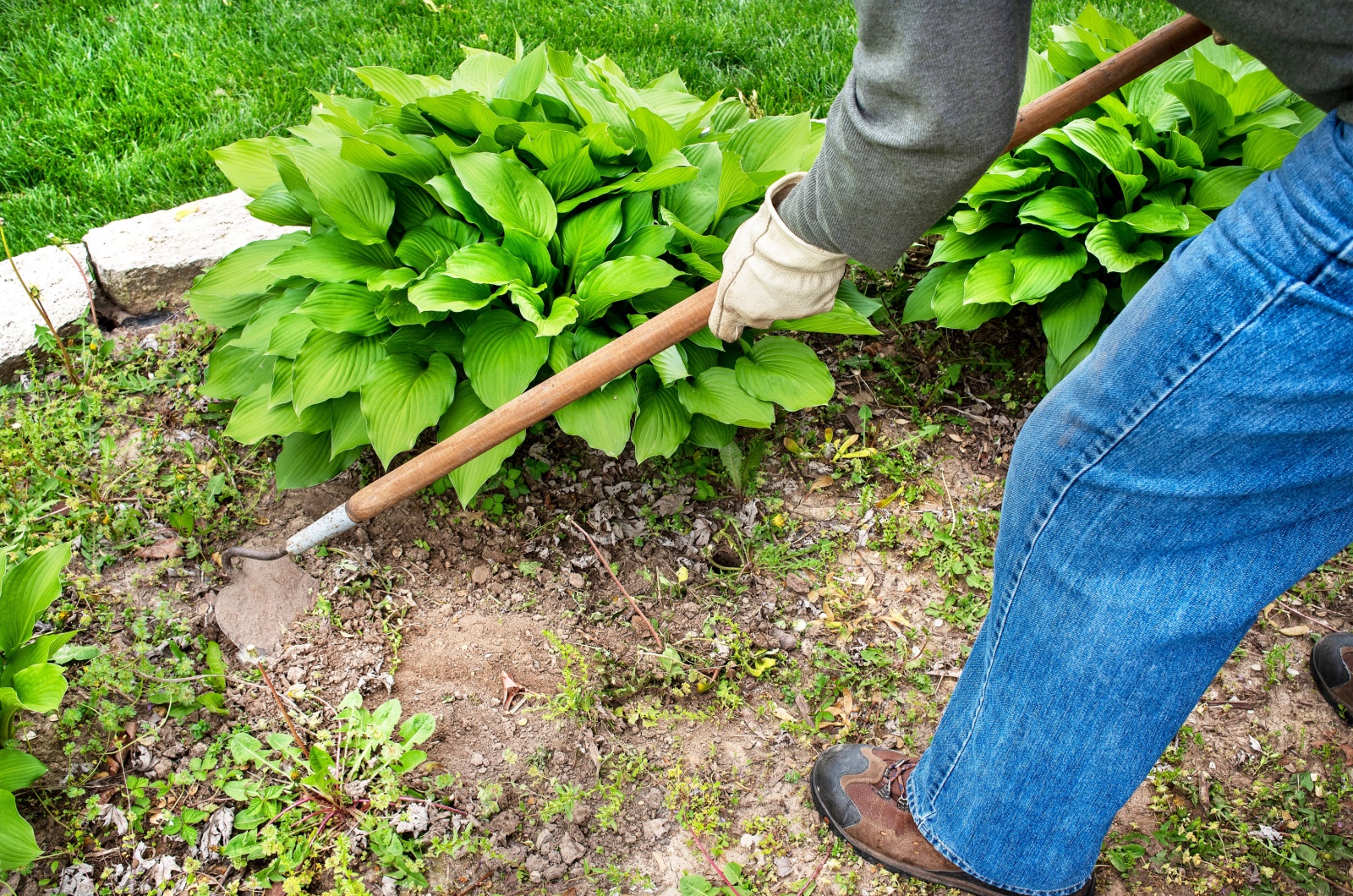 gardener dealing with weeds