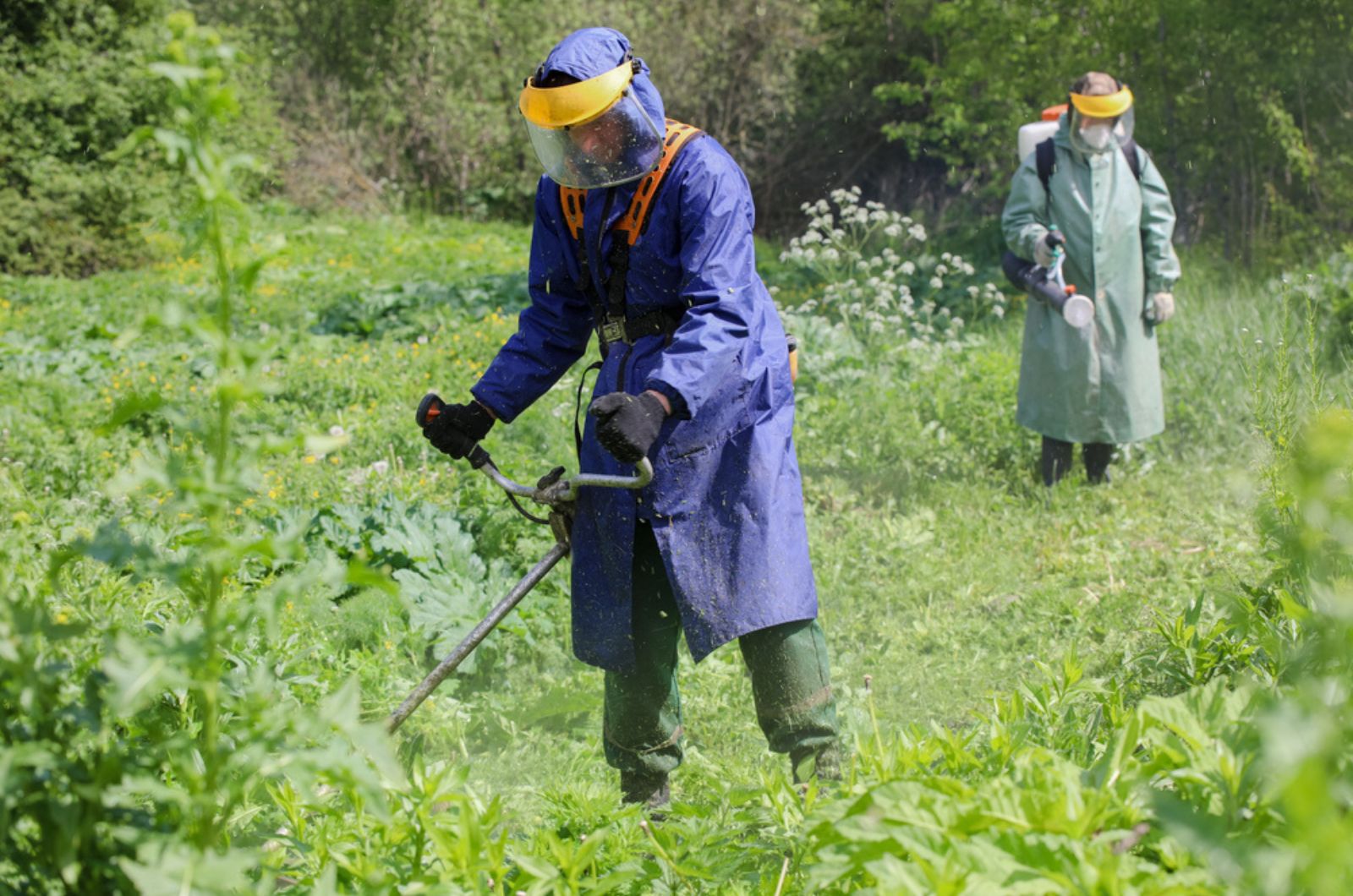 gardeners in protective outfits cutting hogweed