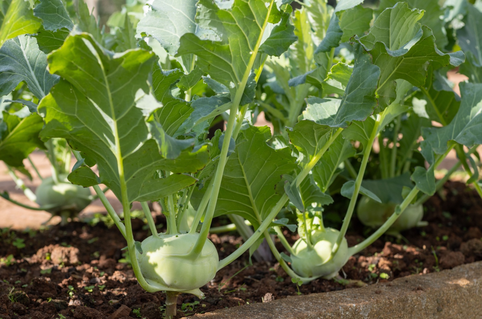 green kohlrabi