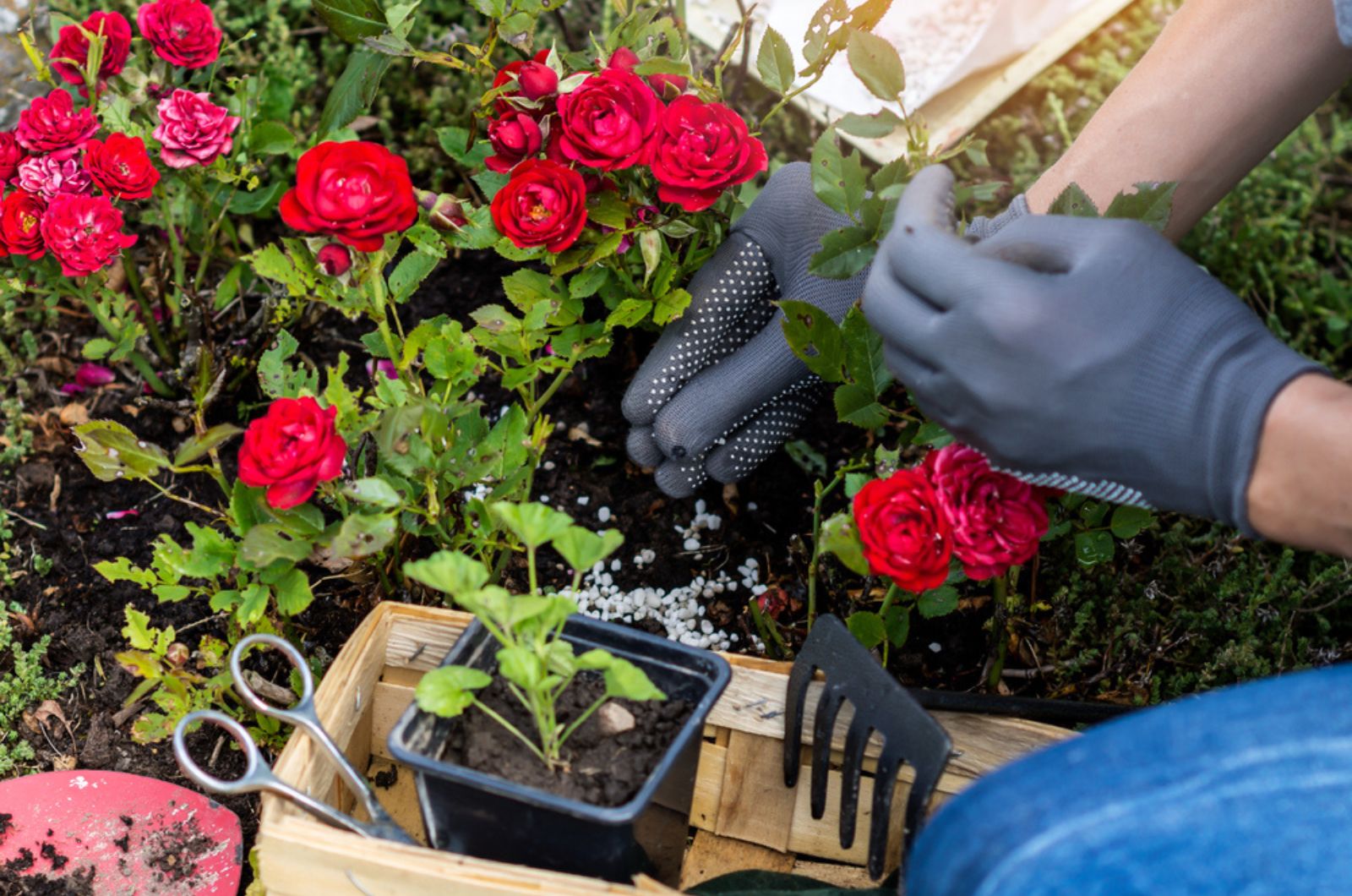 hand in protective gloves is fertilizing bushes of roses in the rockery