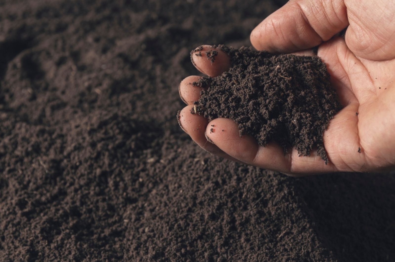hand of person holding abundance soil