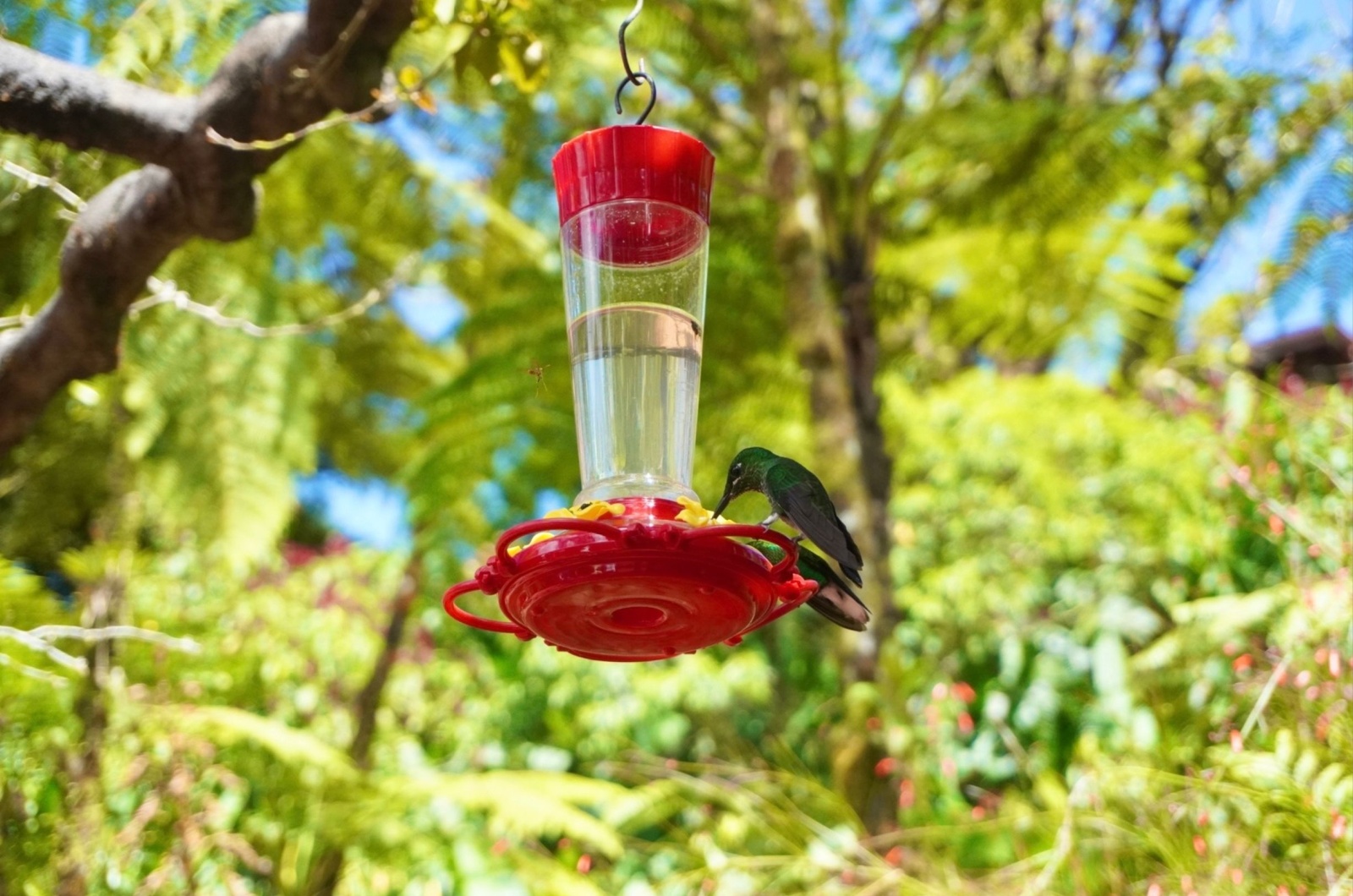 hummingbird on a vacuum feeder