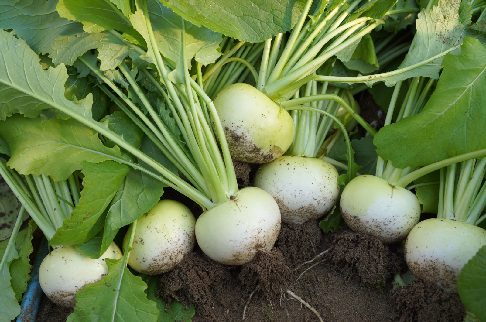 japanese white turnips