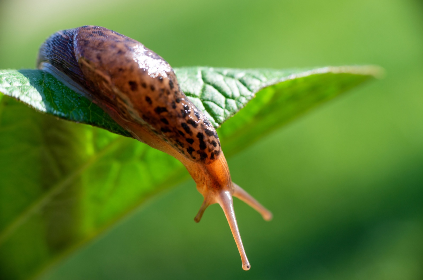 leopard slug on a leaf