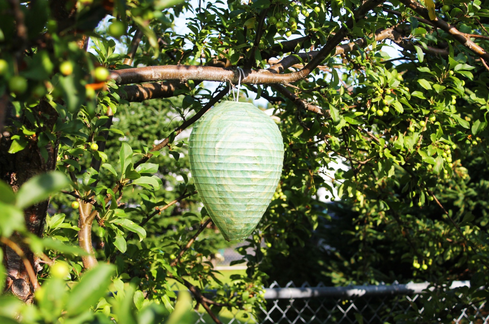 paper wasp nest decoy